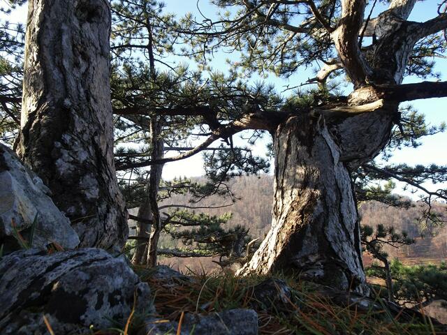 Riesige Schwarzföhren im  Naturschutzgebiet Wieselthaler Steinwand - Furth, Triestingtal (Bezirk Baden) | Foto: © Silvia Plischek