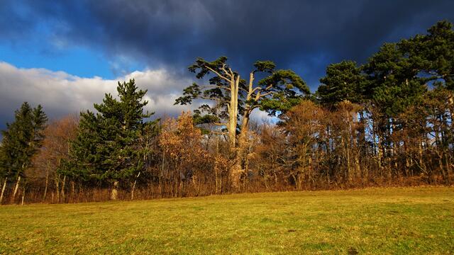 (Naturdenkmal) Vierbrüderbaum - Bürg-Vöstenhof (Bezirk Neunkirchen) | Foto: © Silvia Plischek