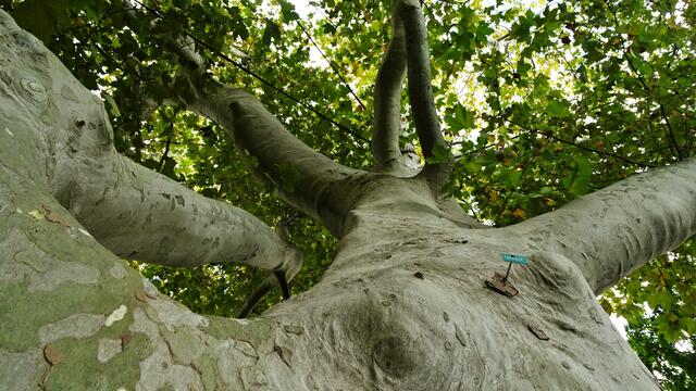 Ahornblättrige Platane No 2 (nahe Doblhoffteich)- Baden/Doblhoffpark (Bezirk Baden) | Foto: © Silvia Plischek