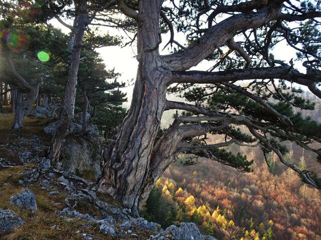  Naturschutzgebiet Wieselthaler Steinwand - Furth, Triestingtal (Bezirk Baden) | Foto: © Silvia Plischek