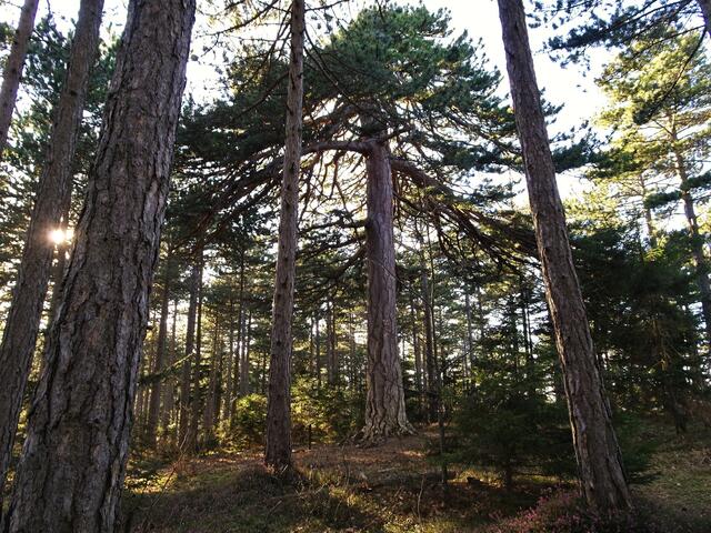 Naturdenkmal Fleischesserföhre - Gösing / Naturpark Sierningtal-Flatzer Wand (Bezirk Neunkirchen)  | Foto: © Silvia Plischek