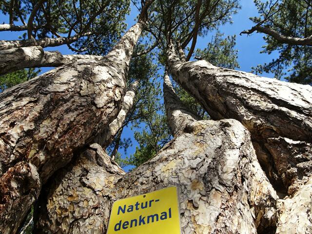 Naturdenkmal Sesselbäume - St. Johann am Steinfelde/Ternitz (Bezirk Neunkirchen) | Foto: © Silvia Plischek