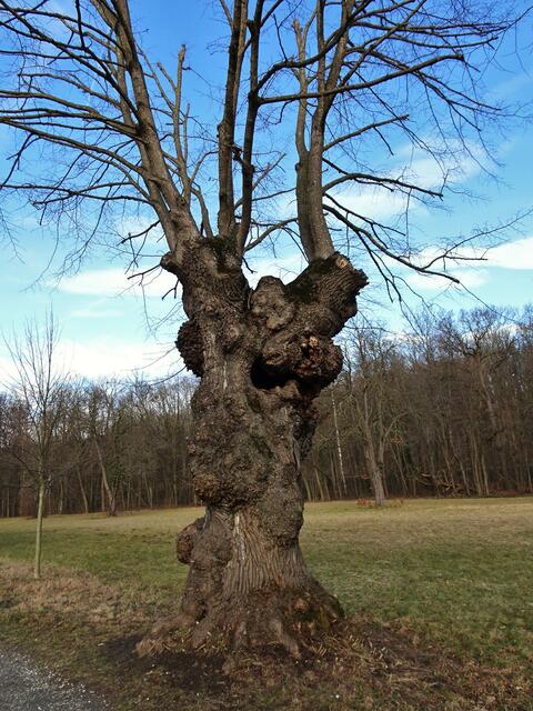Naturdenkmal Lindenallee - Naturpark "Die Wüste" Mannersdorf (Bezirk Bruck a.d. Leitha) | Foto: © Silvia Plischek