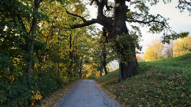 Naturdenkmal 450-jährige Sommereiche – Schneedörfl/Reichenau a.d. Rax (Bezirk Neunkirchen) | Foto: © Silvia Plischek