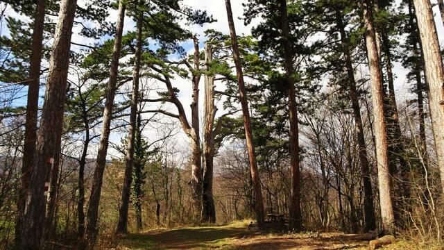 (Naturdenkmal) Vierbrüderbaum - Bürg-Vöstenhof (Bezirk Neunkirchen) | Foto: © Silvia Plischek
