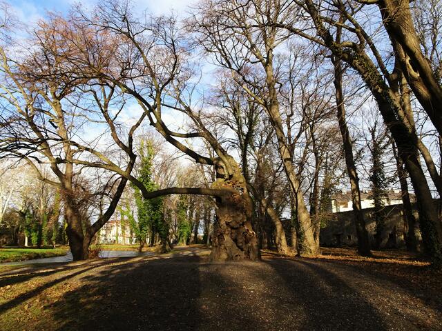 Naturdenkmal 1000-jährige Linde - Schlosspark Pottendorf (Bezirk Baden) | Foto: © Silvia Plischek