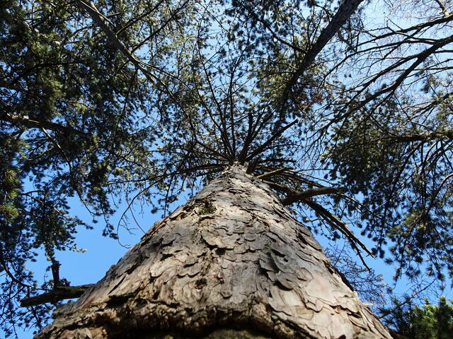 Baumgiganten im  Naturschutzgebiet Wieselthaler Steinwand - Furth, Triestingtal (Bezirk Baden) | Foto: © Silvia Plischek