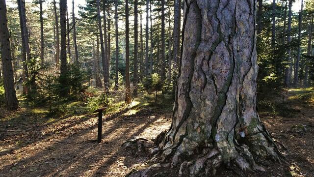 Naturdenkmal Fleischesserföhre - Gösing  | Foto: © Silvia Plischek