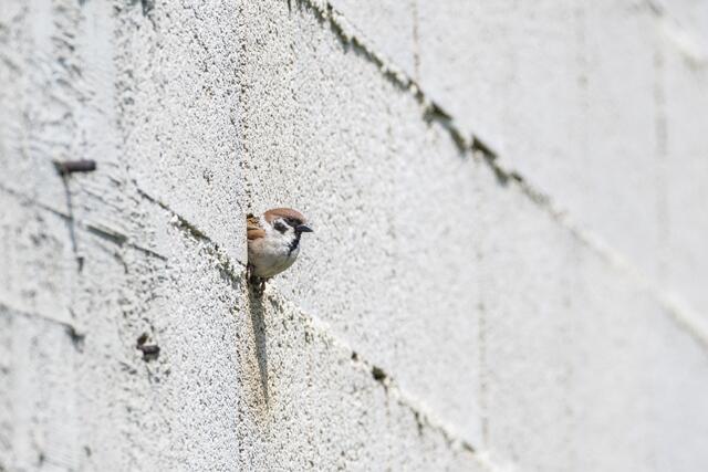 Im nächsten Frühling wird das Projekt dann auch die Sperlings-Brutbestände umfassen und damit die Bedeutung von Mauernischen oder ähnlichen Strukturen für die gebäudebrütenden Spatzen herausarbeiten. | Foto: Johannes Hohenegger