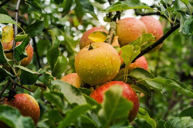 Frisch vom Baum schmeckt der Apfel am besten und liefert so auch die meisten Nährstoffe.