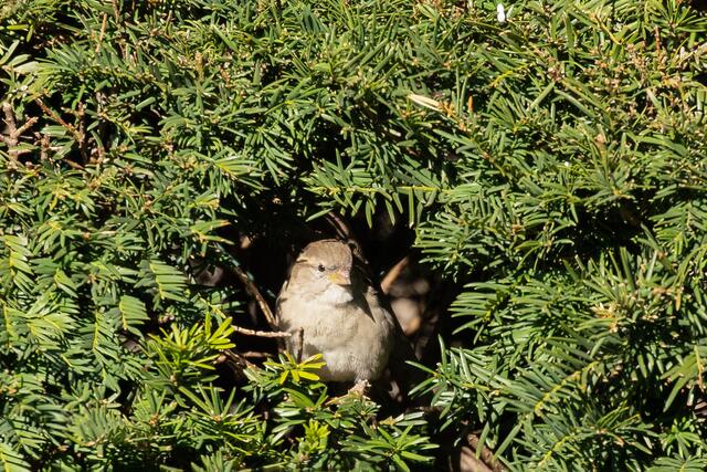 2.808 Haussperlinge und 621 Feldsperlinge aus insgesamt 199 Spatzen-WGs wurden in einer spitzen Spatzen-Aktionswoche in Wien gemeldet. | Foto: Thomas Ranner