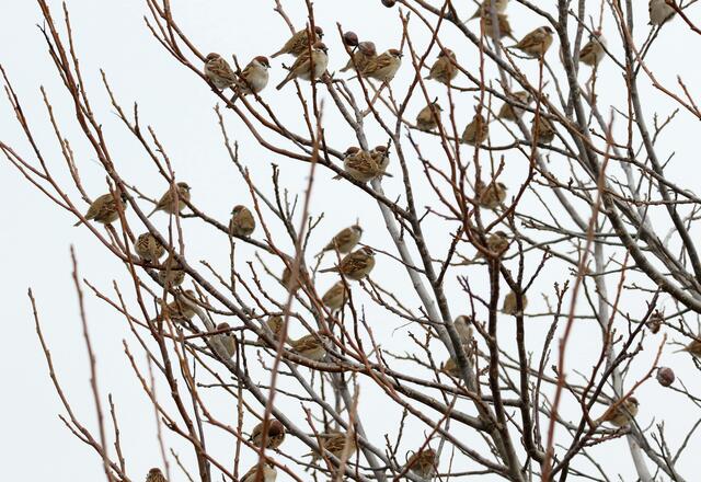 Durchschnittlich wurden die Haussperlingstrupps auf knapp 20 Vögel geschätzt, Feldsperlinge sind im Schnitt in kleineren Gruppen mit 12 Vögeln unterwegs.  | Foto: Hans-Martin Berg