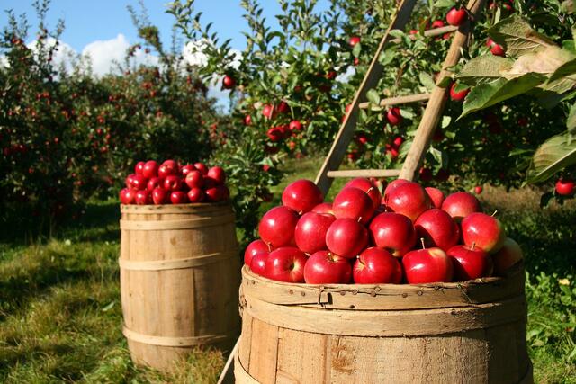 Äpfel sind nicht nur optisch ein Augenschmaus, sondern beinhalten auch viele Immunsystem stärkende und antiviral wirksame Vitalstoffe.