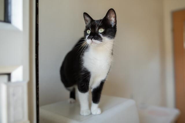 Katze "Milki" und ihre 149 Artgenossinnen im Tierheim Linz bitten dringend um Futterspenden.