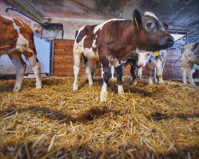 Ruetzhof | Foto: Mayr