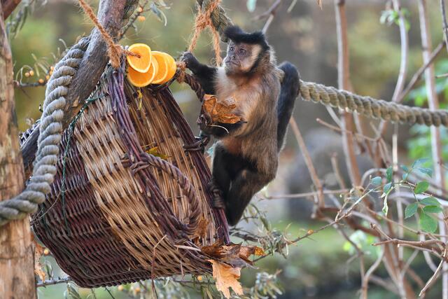 Blätter rein oder raus, das fragt sich hier der Kapuzineraffe im Zoo Salzburg. | Foto: Zoo Salzburg/Kerstin Joensson