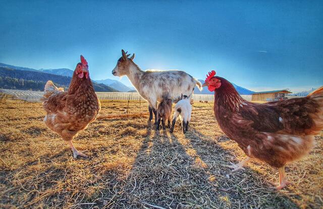 Oberländerhof | Foto: Mayr
