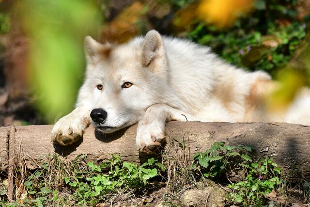 Ein bisschen gelangweilt wirkt der Polarwolf, der sich die wärmende Sonne auf das Fell scheinen lässt.  | Foto: Zoo Salzburg/Kerstin Joensson