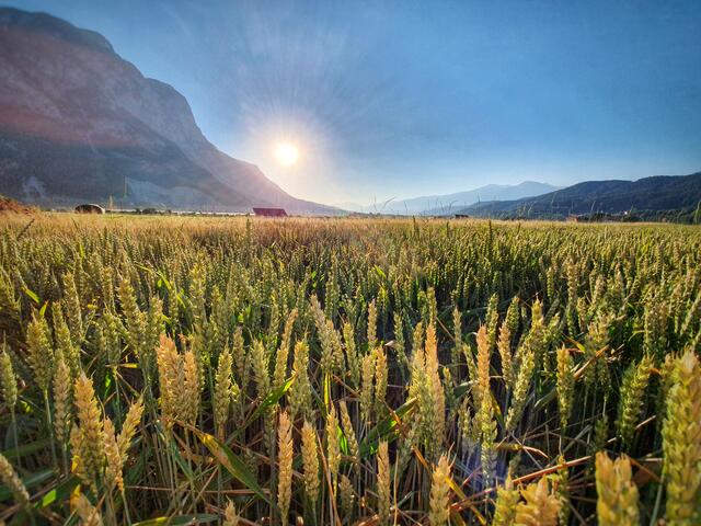 Michlfeld | Foto: Mayr