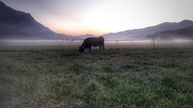 Tunighof | Foto: Mayr