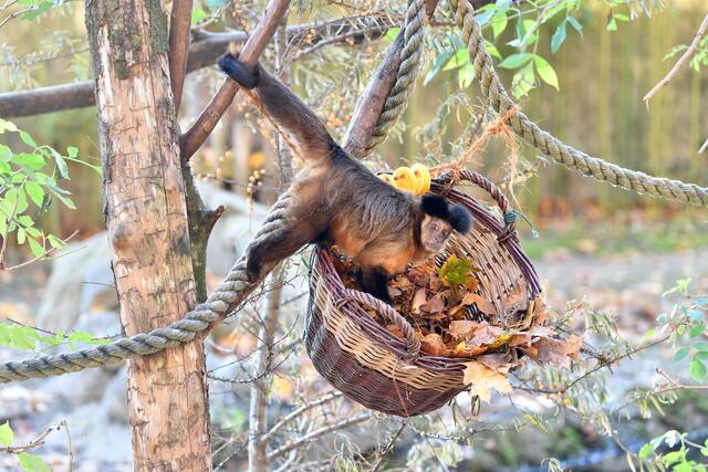 Huch, der Kapuzineraffe wurde überrascht, wie er ihm Korb mit Laub wühlte. | Foto: Zoo Salzburg/Kerstin Joensson