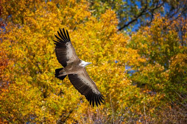 Majestätisch gleitet der Gänsegeier durch die Lüfte diesen Herbstes. | Foto: Zoo Salzburg/Kerstin Joensson