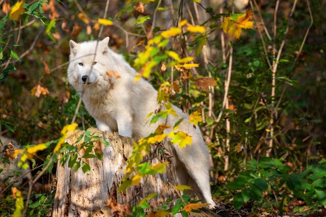 Weißes Fell umrandet von herbstlichen Farben. Die Polarwölfe trauen sich vor die Linse.  | Foto: Zoo Salzburg/Kerstin Joensson