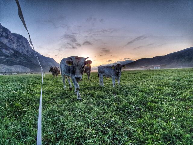 Tunighof | Foto: Mayr