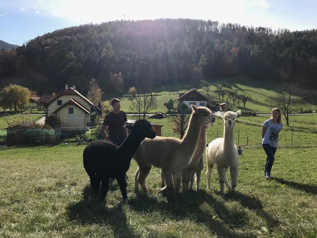 Alpaka-Waren kommen online aus Schrattenbach | Foto: Burger