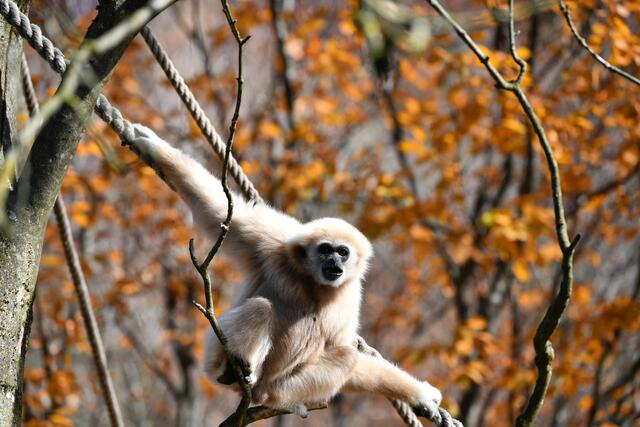 Harmonisches Zusammenspiel zwischen Gibbonaffee und Herbstbäumen sieht man hier auf diesen Foto.  | Foto: Zoo Salzburg/Kerstin Joensson