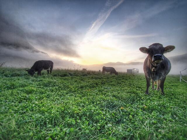 Tunighof | Foto: Mayr