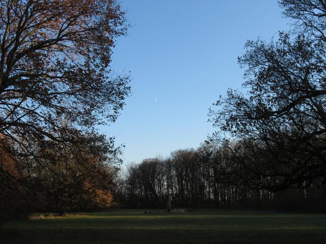 21.11.2020 der zunehmende Mond tagsüber vom Schlosspark Laxenburg aus gesehen