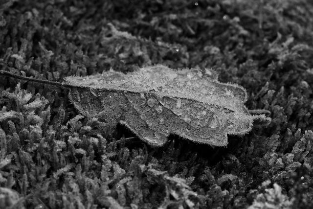 Blatt mit gefrorenen Wassertropfen in S/W.