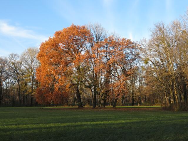 21.11.2020 In Laxenburg