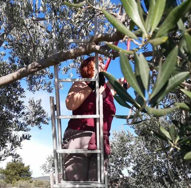 Besitzerin der Olivenbäume in Kroatien Katarina Pichler beim Ausschneiden der Äste. Aus 11 Olivenbäumen entstehen 40 Liter Olivenöl, Seifen und jede Menge Schmuck  | Foto: Breitenecker