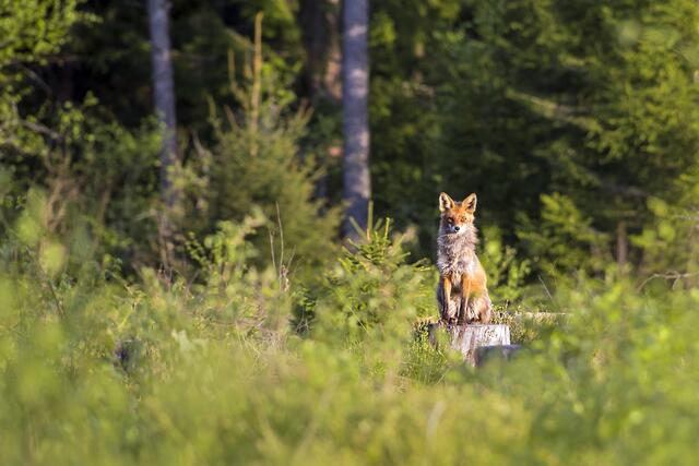 Bei der Vergabe der Jagd in Hardegg spießt es sich.