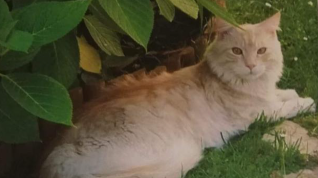 Wer hat den schönen Kater gesehen.