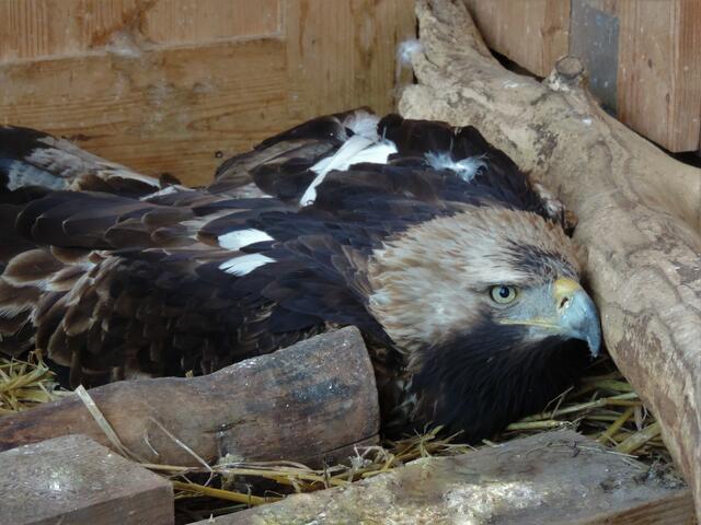 Der Kaiseradler wurde schwer verletzt | Foto: Vier Pfoten