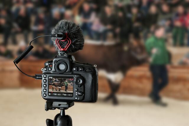Die Versteigerung wir via Livestream übertragen, mitsteigern kann man über einen Vertreter des Rinderzuchverbandes.
