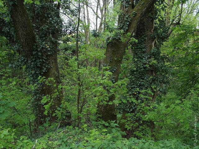 Mit Hilfe seiner Haftwurzel erklimmt der Efeu Bäume, aber auch Hauswände und Mauern. © Josef Limberger