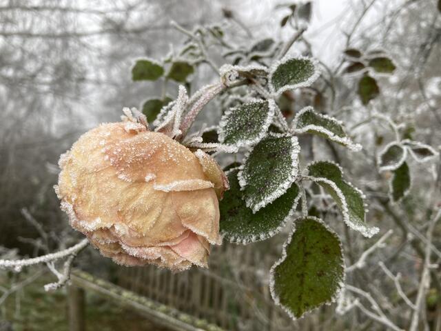 So nebenbei entdeckt - Rose im gefrorenen Nebeltau.

Schlusswort: Ich hätte noch genügend Vogelhäuschen-Bilder - Diese würden den Rahmen sprengen!