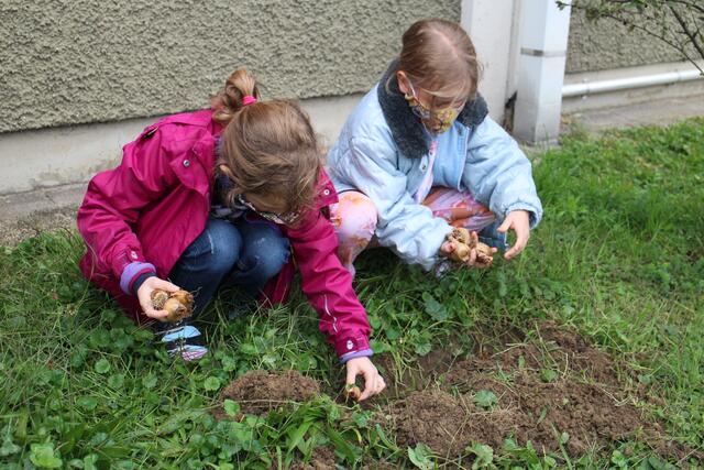 Blumenzwiebel für den kommenden Frühling eingraben. | Foto: Karin Auzinger