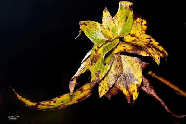 .........die Farben erinnern einen eher an eine länger gelegene Banane,grinssss.....