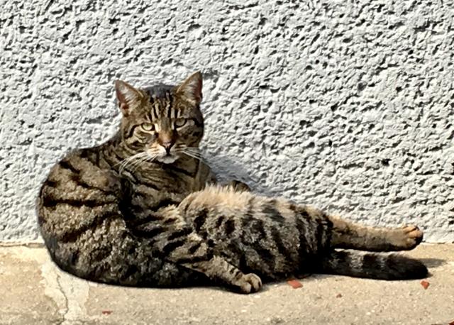 Polizei ermittelt: schwerer Fall von Tiermissbrauch in Steinbrunn.