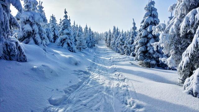 Sobald es die ersten Minusgrade anfallen, ist es der richtige Zeitpunkt sich einen Christbaum zuzulegen. Aber Achtung: sollte wer nicht über einen eigenen Wald verfügen, ist nur der Kauf zulässig.