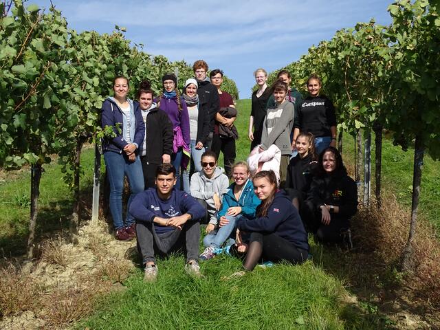 Die Weinlese für den Schulwein erfolgte im Weingarten des Weinguts Eckl in Dürnleis.