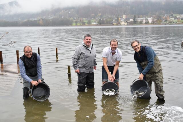[f]Fische wurden von Mitgliedern [/f]des Ossiacher See Fischereivereins in den See gesetzt. Mit dabei Obmann Georg Kavalar (l.) | Foto: Friessnegg