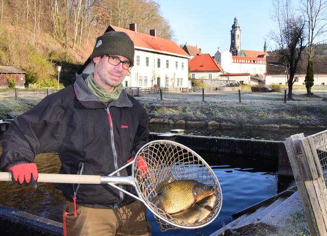 Alois Plesser vom Fischverkauf Stift Zwettl mit Schuppenkarpfen.