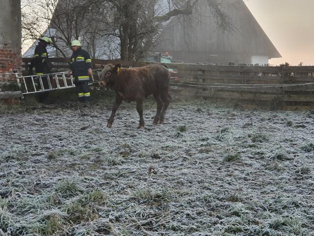 Das eineinhalb Monate alte Stierkalb.