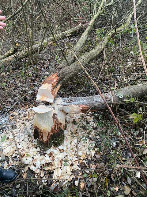 Der Baum wurde von der FF Schwertberg umgeschnitten.